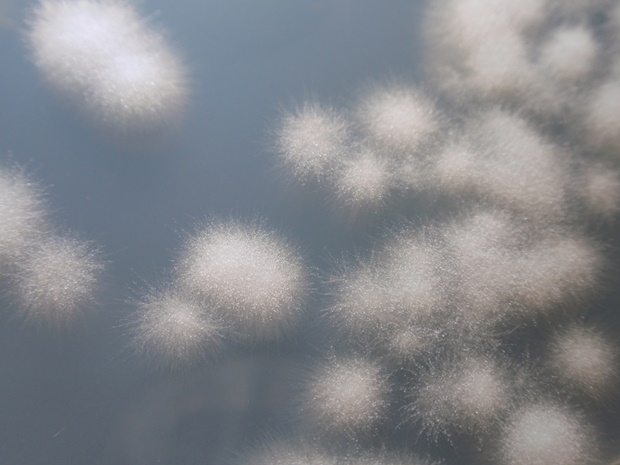 Представитель Семейства Ascoideaceae